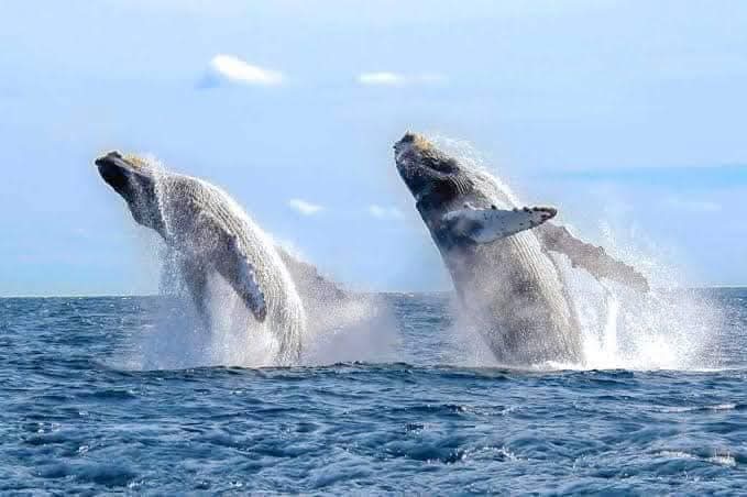 Avistamiento de delfines y ballenas